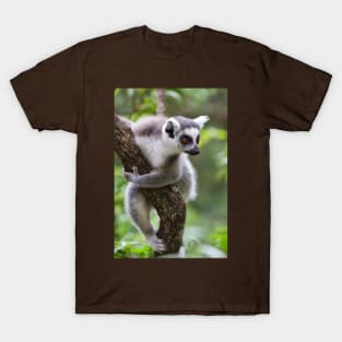 Ring-Tailed Lemur T-Shirt